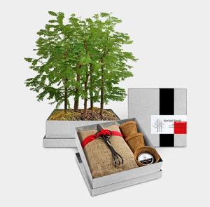 bonsai-kit