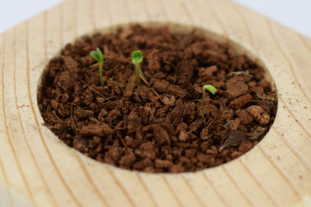Gadget semi da piantare