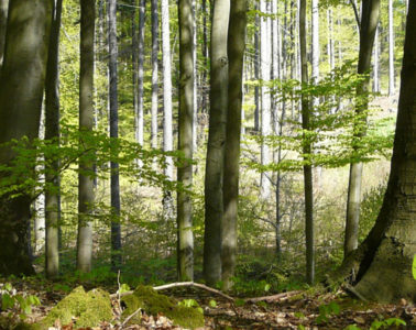 pianta un albero nel bosco di Sadesign