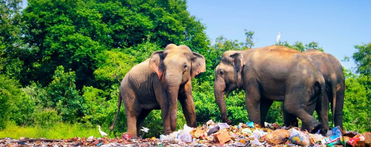 immagine copertina il paradosso delle plastica per salvare gli elefanti - blog di Sadesign