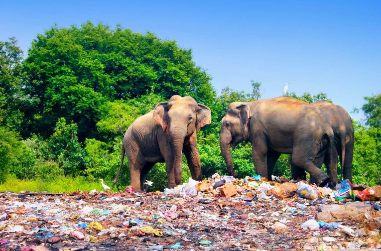 immagine copertina il paradosso delle plastica per salvare gli elefanti - blog di Sadesign