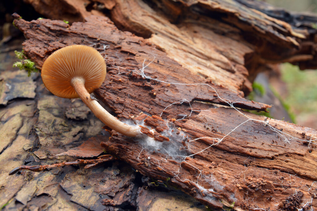 Micelio e funghi su radice di albero. 